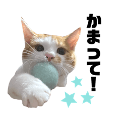 [LINEスタンプ] うちのあめちゃん。