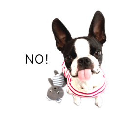 [LINEスタンプ] 毎日ボストンテリア