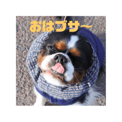[LINEスタンプ] キャバリア ミル