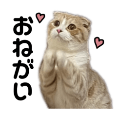 [LINEスタンプ] おねがいとろみ