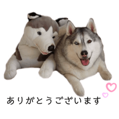 [LINEスタンプ] 愛しのハスキー