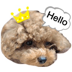[LINEスタンプ] きなこわんわん