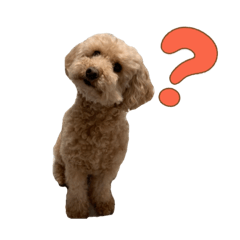 [LINEスタンプ] まいにちノアちゃん