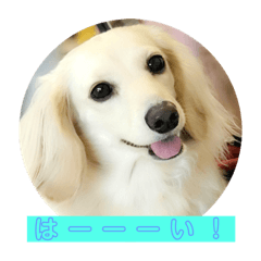 [LINEスタンプ] ウチの子ダックス×4