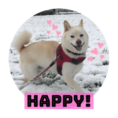 [LINEスタンプ] 柴犬スタンプ・白柴もち