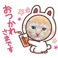[LINEスタンプ] 猫ネコっこ