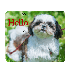 [LINEスタンプ] 我が家のシーズー犬もじゃ 21