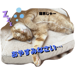 [LINEスタンプ] ちゃちゃ＆ちょびスタ Vol.1