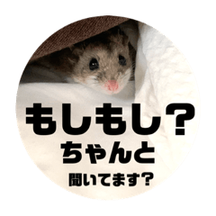 [LINEスタンプ] うにすた-日常編1-