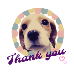[LINEスタンプ] ビーグル/beagle