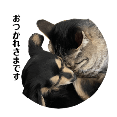 [LINEスタンプ] 犬と猫とフェレット