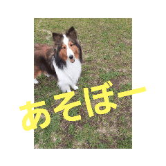 [LINEスタンプ] 犬Davis