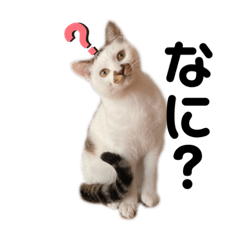 [LINEスタンプ] ちゃたとくう