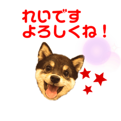 [LINEスタンプ] 豆柴れいのキュートなスタンプ❤️❤️✨