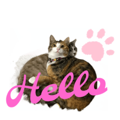 [LINEスタンプ] 猫のりん3