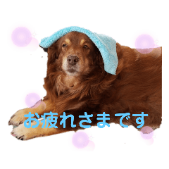 [LINEスタンプ] 犬 コト