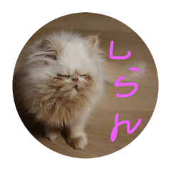 [LINEスタンプ] Meyにゃん2
