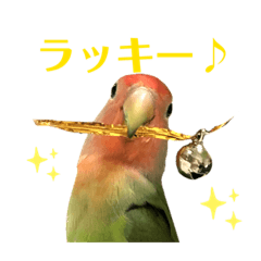 [LINEスタンプ] 感情丸出しコザクラインコ