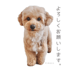 [LINEスタンプ] Kinaco.のスタンプ
