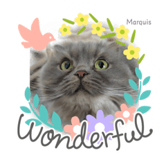[LINEスタンプ] Maaaaaaaaarquis