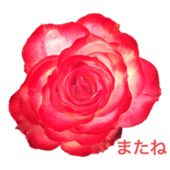 [LINEスタンプ] 私のバラ