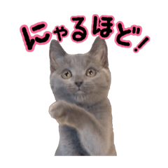 [LINEスタンプ] だいすきごまちゃん！2