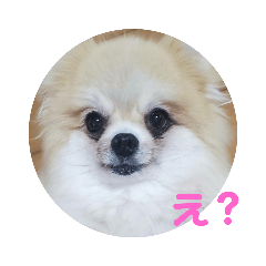 [LINEスタンプ] ポメの変顔