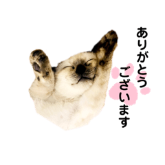 [LINEスタンプ] 猫 敬語 仕事用
