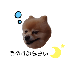 [LINEスタンプ] ポメや柴やトイプーや亀や金魚やいろいろ