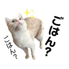 [LINEスタンプ] うちのふーちゃん。