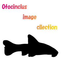 [LINEスタンプ] オトシン集