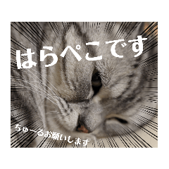 [LINEスタンプ] ねこ目線