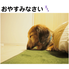 [LINEスタンプ] ふぁんとむスタイル（故愛犬のスタンプ）③
