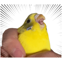 [LINEスタンプ] チキンスタンプ2349