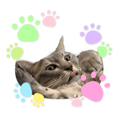 [LINEスタンプ] 我が家のゴロニャンズ 2