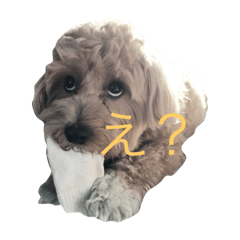 [LINEスタンプ] マルプーこたお