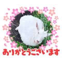 [LINEスタンプ] やぎのこゆき一家2