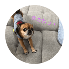 [LINEスタンプ] 犬からメッセージ？