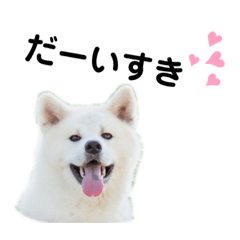 [LINEスタンプ] 秋田犬の凛太郎