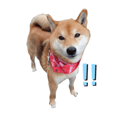 [LINEスタンプ] けんケンKEN