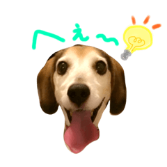 [LINEスタンプ] Daily Beagle Anne