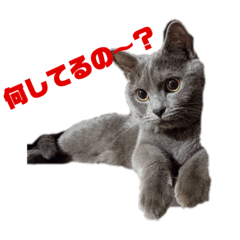 [LINEスタンプ] すぎうらしげる