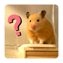 [LINEスタンプ] キンクマハムスターはむのすけ