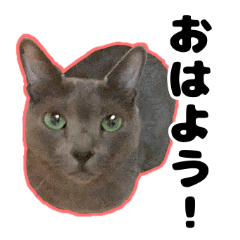 [LINEスタンプ] 可愛いロシアンブルーの実写スタンプ