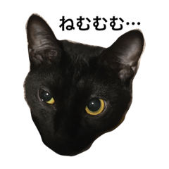 [LINEスタンプ] 黒猫ルナの返事1