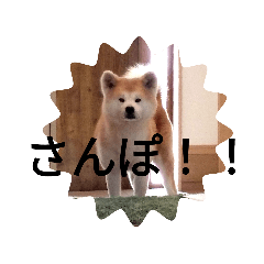 [LINEスタンプ] 秋田犬睦子ⅱ