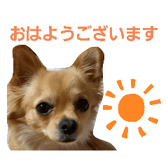 [LINEスタンプ] 日常の会話 チワワ編
