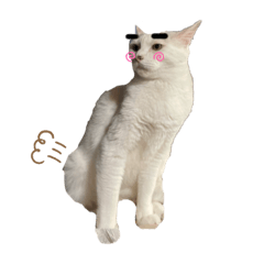 [LINEスタンプ] 猫バラエティパック4の画像（メイン）