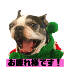 [LINEスタンプ] ボストンテリアウメのスタンプ