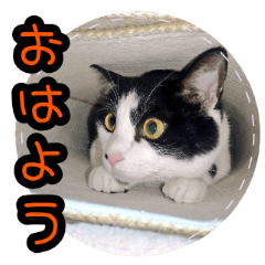 [LINEスタンプ] ハチワレ子猫④